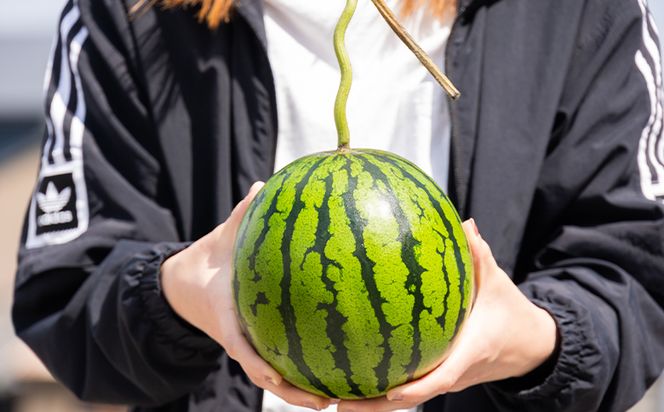 空中立体栽培で太陽の愛情をたっぷり受けた ルナ・ピエナスイカ(中玉) 2玉 -「今夜はナゾトレ」に取り上げられました すいか 果物 くだもの フルーツ 赤肉 赤玉 2個 ジューシー yu-0016