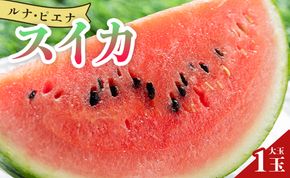 【2026年5月下旬より順次配送】空中立体栽培で太陽の愛情をたっぷり受けた ルナ・ピエナスイカ(大玉) - スイカ 高知県産 ルナピエナ ギフト 贈り物 のし フルーツ大好き 西瓜 yu-0010