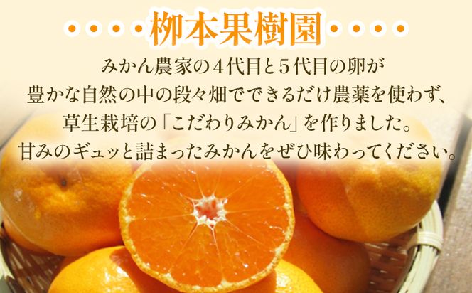 【令和6年発送】柳本果樹園の山北みかん 約3kg（露地・2S〜Mサイズ）- 果物 フルーツ 柑橘類 温州みかん ミカン 蜜柑 甘い おいしい 送料無料 のし 贈り物 冬 期間限定 季節限定 数量限定 2024年出荷 高知県 香南市 yg-0006