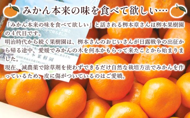 【令和6年発送】柳本果樹園の山北みかん 約3kg（露地・2S〜Mサイズ）- 果物 フルーツ 柑橘類 温州みかん ミカン 蜜柑 甘い おいしい 送料無料 のし 贈り物 冬 期間限定 季節限定 数量限定 2024年出荷 高知県 香南市 yg-0006