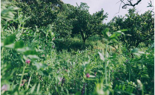 【数量限定】草生栽培園の無添加みかんジュース【720ml×20本】 BT39