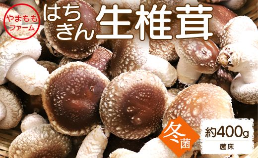 しいたけ 椎茸 やまももファーム椎茸 冬菌はちきん生椎茸(菌床)約400g  - しいたけ きのこ キノコ 野菜 国産 yo-0010