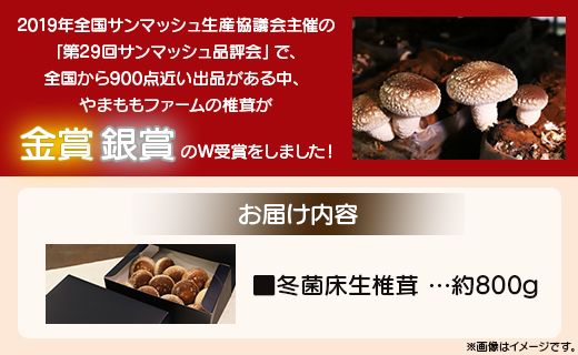 しいたけ 椎茸 やまももファーム椎茸 冬菌はちきん生椎茸(菌床)約800g - しいたけ きのこ キノコ 野菜 国産 yo-0013