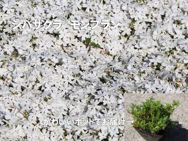 BS158_シバザクラ　モンブラン20個 花 苗 植物 家庭菜園 花壇 プランター ガーデニング 芝桜／みやき町