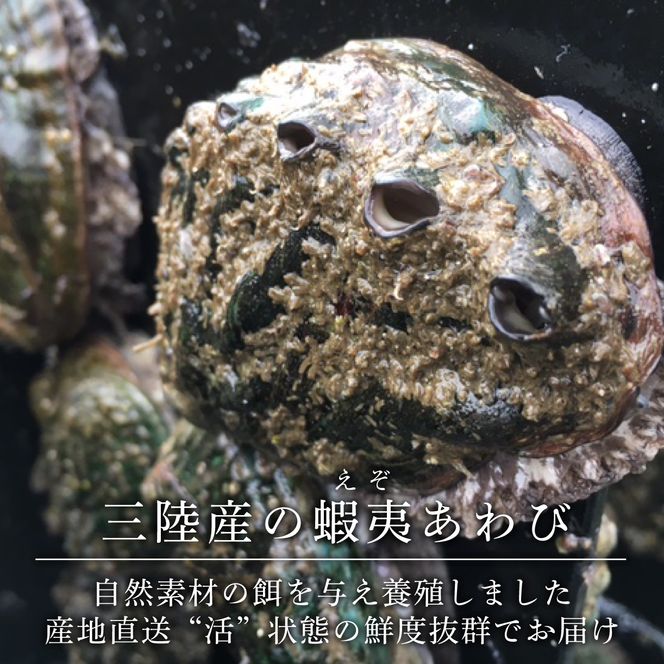 三陸産 ” 活 ” 蝦夷あわび 10ヶ 養殖 ( エゾアワビ 産地直送 冷蔵 岩手 活き あわび 肝 あわび ステーキ あわび 刺し身 刺身 ) [56500089_1]
