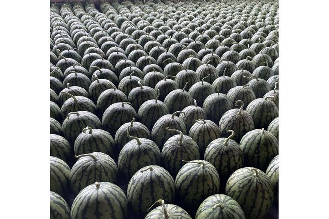 【先行予約／数量限定30】小玉スイカ　姫甘泉2玉(2026年7月中旬～発送)　FK00026