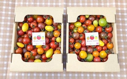 増量2kg！まるでトマトの宝石箱！フルーツジュエリートマト 4月～6月発送　H004-146