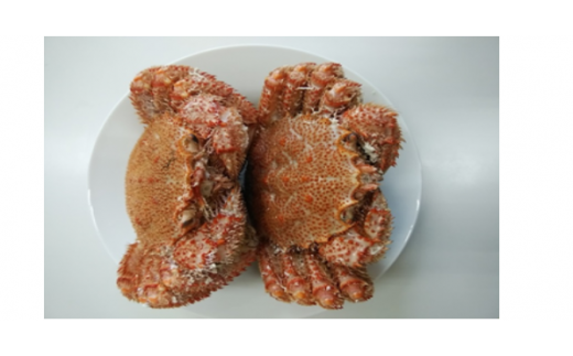 【令和8年発送】【期間限定2026年3月～5月発送】三陸産 活毛ガニ（約300g相当×2杯）【0tsuchi01226】【03】