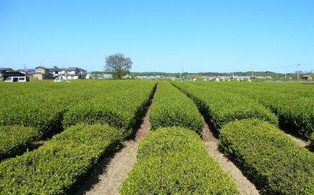 D4038 村上銘茶詰め合せE