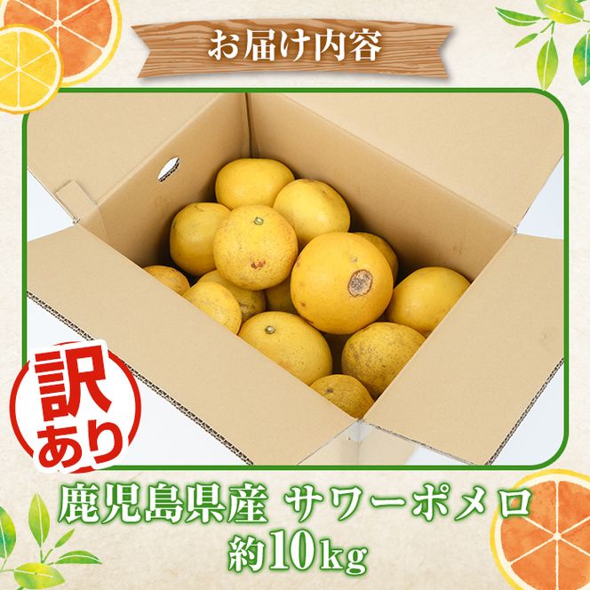 ＜先行予約受付中！2026年1月以降順次発送予定＞訳ありサワーポメロ(約10kg) 国産 果物 フルーツ 柑橘 甘味 酸味 デザート おやつ【松永青果】akn053-16