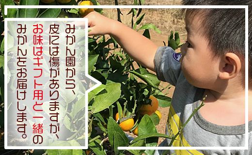 土佐の高知のくだもの畑 みかん(家庭用)10kg(5kg箱×2)  - 温州みかん ミカン 訳アリ 蜜柑 ミカン 柑橘 柑橘類 フルーツ 果物 kd-0027