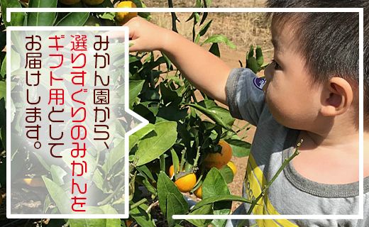 【期間限定】土佐の高知のくだもの畑 みかん（ギフト用）約5kg - 温州みかん ミカン 蜜柑 柑橘 柑橘類 フルーツ 果物 くだもの 熨斗 kd-0026