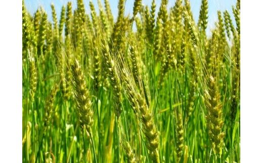 【乾麺】碧海の恵み そうめん 愛知県産 徳用セット3.75kg(250g×15袋) H008-227