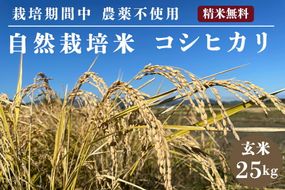 米 予約 令和7年産 自然栽培米 コシヒカリ 玄米 25kg 京都府・亀岡産 栽培期間中農薬不使用 ※離島への配送不可 ※2025年12月より順次発送予定