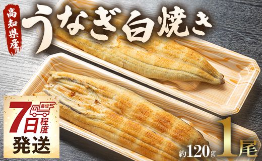 うなぎ屋きた本 うなぎ白焼き 1尾(約120g)(無頭) - 送料無料 鰻 ウナギ 魚介 山椒塩 惣菜 おかず のし ギフト プレゼント 丑の日 国産 うなぎ屋きた本 高知県 香南市 un-0016
