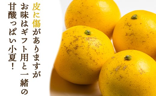 【2026年出荷分】ハウス小夏(日向夏) 2.5kg(家庭用) 高知 土佐 こなつ 果物 フルーツ 土佐の高知のくだもの畑 【先行予約】 - 家庭用 訳あり 小夏 kd-0029