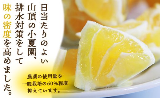 2026年出荷分】ハウス小夏(日向夏) 2.5kg(家庭用) 高知 土佐