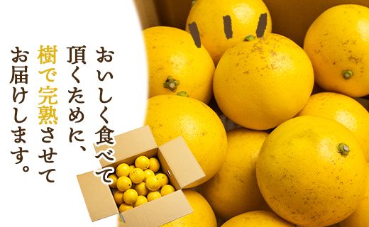 【2026年出荷分】ハウス小夏(日向夏) 2.5kg(家庭用) 高知 土佐 こなつ 果物 フルーツ 土佐の高知のくだもの畑 【先行予約】 - 家庭用 訳あり 小夏 kd-0029