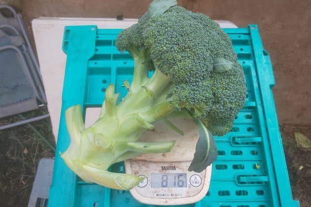 ＜26年発送先行予約＞【数量限定】でかっ！富士山の大地でゆっくり育ったキングブロッコリー９株 FAH006