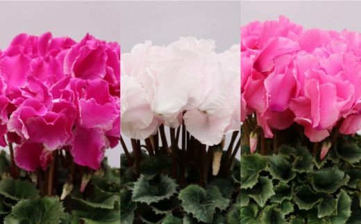 【2025年12月〜発送】【ギフトにピッタリ！】シクラメン 6号 鉢 / 南島原市 / 中川ナーセリー長崎 [SDL001]