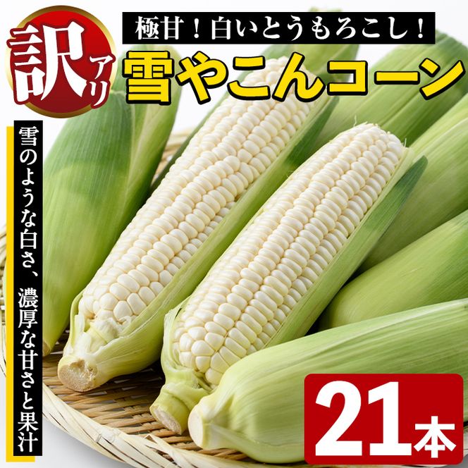 訳あり！数量限定！極甘！白いとうもろこし「雪やこんコーン」(21本) 国産 トウモロコシ 玉蜀黍 ホワイト コーン 野菜 糖度 夏 イネ科 数量限定 期間限定 訳アリ【うとさんち】a-23-18