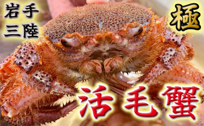 y茧ƒzyߘa8NzOYyъIz| 300g×2y2026N2`4z VN̋ | т тɁy0tsuchi01289zy15z