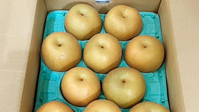 【 2026年8月下旬発送開始 】 茨城県産 梨 豊水 （約 5kg ） 10～14玉  梨 なし 和梨 日本梨 果物 フルーツ 新鮮 旬 期間限定 国産 先行予約[CL002us]