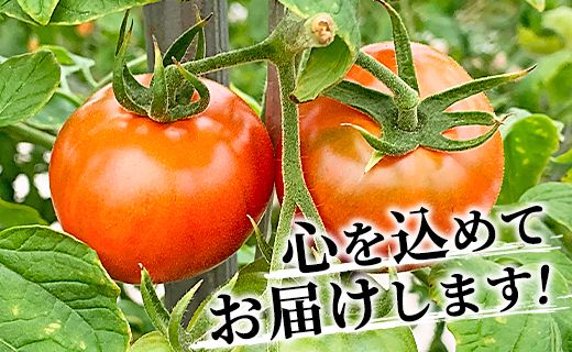 高品質！歩のフルーツトマト 約2kg 箱入り 先行予約 - トマト フルーツトマト 野菜 贈り物 箱入り ga-0005