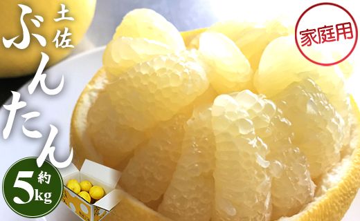 土佐文旦 5kg 家庭用 (2L～4Lサイズ) 先行予約 期間限定 間城農園 - 柑橘類 果物 くだもの フルーツ ぶんたん ブンタン 送料無料 高知県 香南市 ms-0079