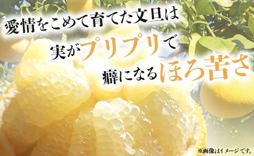 文旦５ｋｇ 文旦 家庭用 高知 高知県 土佐文旦 (2L～4Lサイズ) 高知 先行予約 期間限定 間城農園 - 柑橘類 果物 くだもの フルーツ ぶんたん ブンタン おいしい 送料無料 高知県 香南市 ms-0039