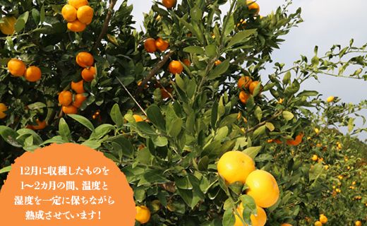 (ももたろう)みかん5kg×1箱 3kg×2つ 2s 果物 甘い ミカン 特選】木成り完熟みかん 小粒スイート（3S・2S） 5kg 甘い