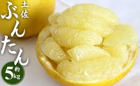 文旦 5kg 高知 土佐文旦 5kg (2L～4Lサイズ) 先行予約 期間限定 間城農園 土佐文旦 高知 大玉 小玉 混合 果物 文旦 ぶんたん ブンタン フルーツ 柑橘類 柑橘系 香南市産 高知県 数量限定 期間限定 季節限定 旬 常温 10000円以上 1万円以上 家庭用 土佐文旦 文旦 高級 贈答 高級フルーツ 分担 文たん ぶん旦 ms-0091