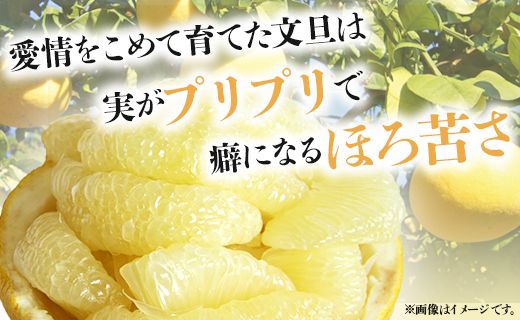 文旦 5kg 高知 土佐文旦 5kg (2L～4Lサイズ) 先行予約 期間限定 間城農園 - 高知産 土佐文旦 柑橘 フルーツ 文旦 ぶんたん ブンタン 果物 ms-0065