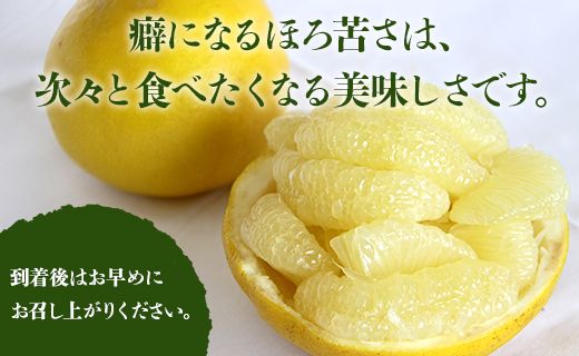 文旦 約3kg（2L～4Lサイズ） 高知 先行予約 期間限定 間城農園 土佐文旦 - 柑橘類 果物 くだもの フルーツ ぶんたん ブンタン おいしい 期間限定 高知県 香南市 ms-0064