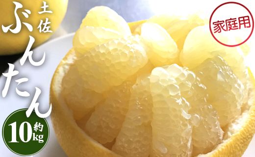 土佐文旦10kg 間城農園  (家庭用)(2L～4Lサイズ) - 高知産 土佐文旦 柑橘 フルーツ 文旦 ぶんたん ブンタン 果物 ms-0080