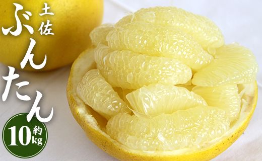 土佐文旦 10kg 高知県 2L〜4Lサイズ 先行予約 果物 フルーツ 柑橘 期間限定 間城農園 - 高知産 土佐文旦 柑橘 フルーツ 文旦 ぶんたん ブンタン 果物 ms-0066