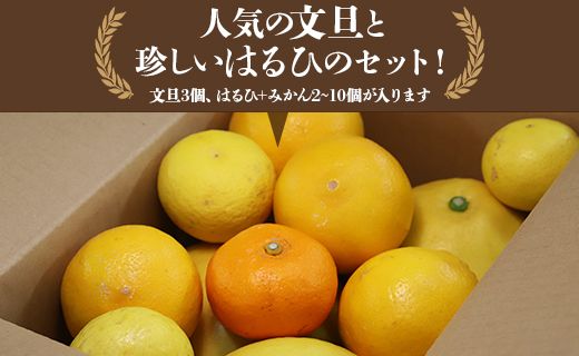 文旦 高知 先行予約 間城農園 ちょこっと食べたい方におすすめ「文旦とはるひのプチBOX」- フルーツ 果物 くだもの ぶんたん ブンタン ぼんたん ザボン 柑橘 蜜柑 ミカン 数量限定 期間限定 季節限定 送料無料 高知県 香南市 常温 ms-0036