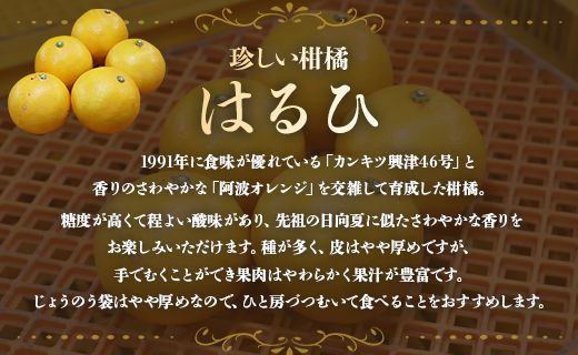 文旦 高知 先行予約 間城農園 ちょこっと食べたい方におすすめ「文旦とはるひのプチBOX」- フルーツ 果物 くだもの ぶんたん ブンタン ぼんたん ザボン 柑橘 蜜柑 ミカン 数量限定 期間限定 季節限定 送料無料 高知県 香南市 常温 ms-0036