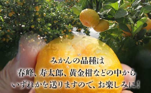 文旦 高知 先行予約 間城農園 ちょこっと食べたい方におすすめ「文旦とはるひのプチBOX」- フルーツ 果物 くだもの ぶんたん ブンタン ぼんたん ザボン 柑橘 蜜柑 ミカン 数量限定 期間限定 季節限定 送料無料 高知県 香南市 常温 ms-0036