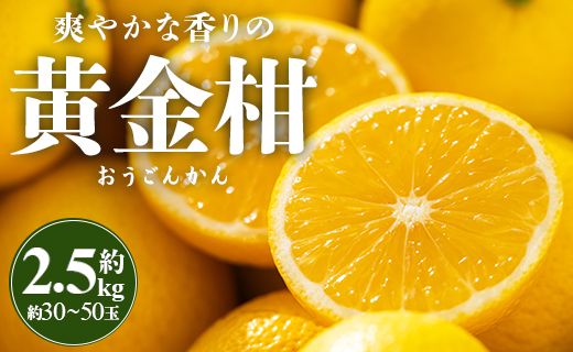 黄金柑 [先行受付]間城農園 爽やかな香りの黄金柑(おうごんかん)2.5kg - フルーツ 果物 柑橘 ms-0044