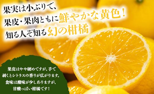 間城農園 爽やかな香りの黄金柑(おうごんかん)2.5kg - フルーツ 果物 柑橘 ms-0044
