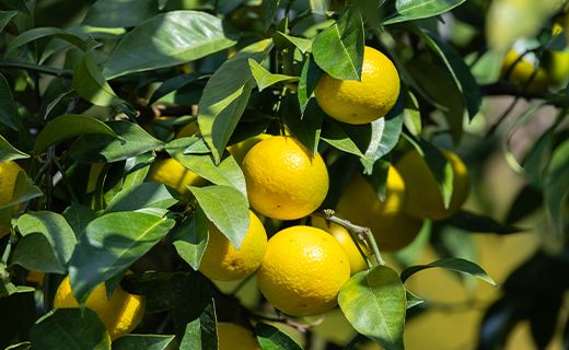 間城農園 爽やかな香りの黄金柑(おうごんかん)2.5kg - フルーツ 果物 柑橘 ms-0044