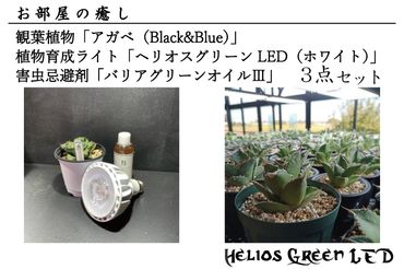 BN008-1　お部屋の癒し　観葉植物「アガベ（Black&Blue)」、植物育成ライト「ヘリオスグリーンLED（ホワイト）」、害虫忌避剤「バリアグリーンオイルⅢ」の3点セット