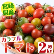 ＜先行予約受付中！2025年11月上旬から順次発送予定＞カラフルトマト食べ比べセット(約2kg・9品種の中から4品種以上)国産 宮崎県産 とまと 野菜 サラダ 黄色 オレンジ みどり 紫 アイコ 赤 セレブスイート【KT-2】【K.TFarm】