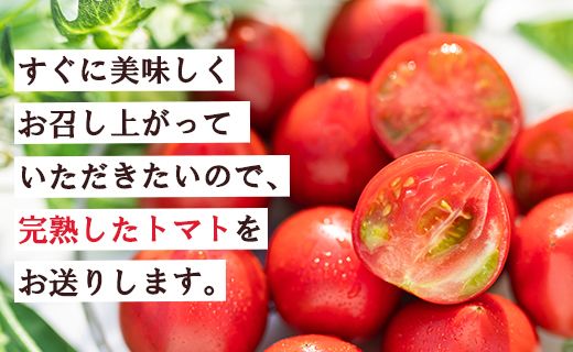 野菜ソムリエが育てた 家庭用 フルーツトマト 合計3kg(500g×6袋) 甘い 高知 うしの恵 小分け - 野菜 産地直送 サラダ 完熟 甘い あまい フレッシュ さっぱり 酸味 うしの恵 小分け おいしい 国産 高知県 香南市 mj-0015