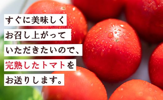 【先行受付】野菜ソムリエが育てた フルーツトマト 1.5kg(化粧箱入) 甘い 高知 うしの恵 - トマト 数量限定 旬 惣菜 野菜 フルーツ トマト とまと 産地直送 料理 mj-0019