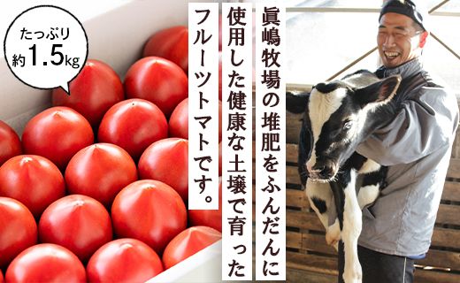 野菜ソムリエが育てた フルーツトマト 1.5kg(化粧箱入) 甘い 高知 うしの恵 - トマト 数量限定 旬 惣菜 野菜 フルーツ トマト とまと 産地直送 料理 完熟 甘い あまい フレッシュ さっぱり 酸味 ギフト 贈答 お礼 御礼 mj-0013