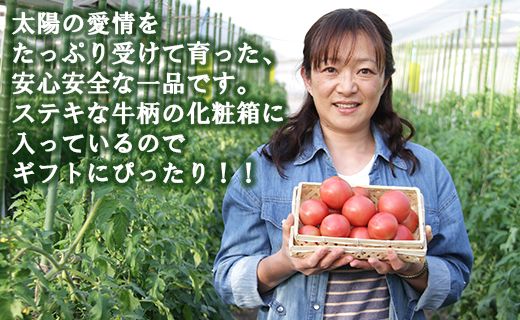 【先行受付】野菜ソムリエが育てた フルーツトマト 1.5kg(化粧箱入) 甘い 高知 うしの恵 - トマト 数量限定 旬 惣菜 野菜 フルーツ トマト とまと 産地直送 料理 mj-0019