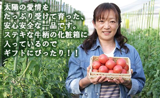 野菜ソムリエが育てた フルーツトマト 1.5kg(化粧箱入) 甘い 高知 うしの恵 - トマト 数量限定 旬 惣菜 野菜 フルーツ トマト とまと 産地直送 料理 完熟 甘い あまい フレッシュ さっぱり 酸味 ギフト 贈答 お礼 御礼 mj-0013