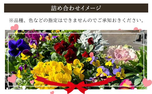 季節のおまかせ花苗セット【15ポット以上】  ANAR011